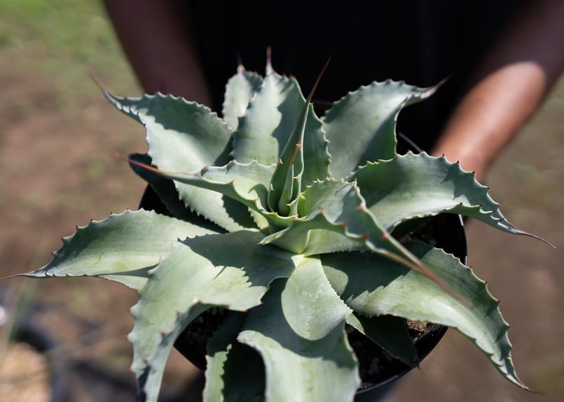Agave ovatifolia 'Vanzie' | mana's farm:塊根植物・アガ