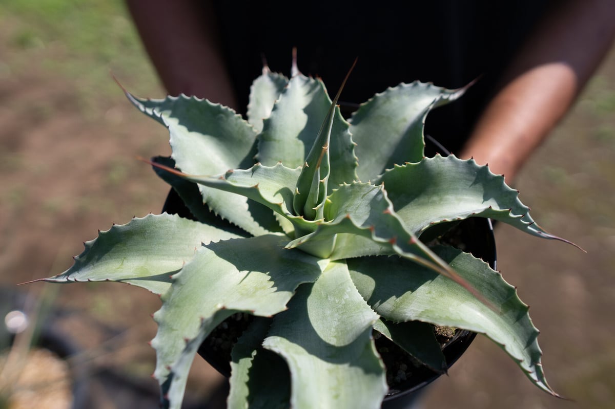 H*o様 Agave ovatifolia 'Moby' TC 【※発根済み】② Agave ovatifolia 'Moby' アガベ オバティフォリア TC - メルカリ
