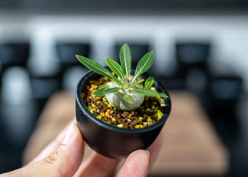 パキポディウム デンシフローラム Pachypodium densiflorum 沖縄実生 |