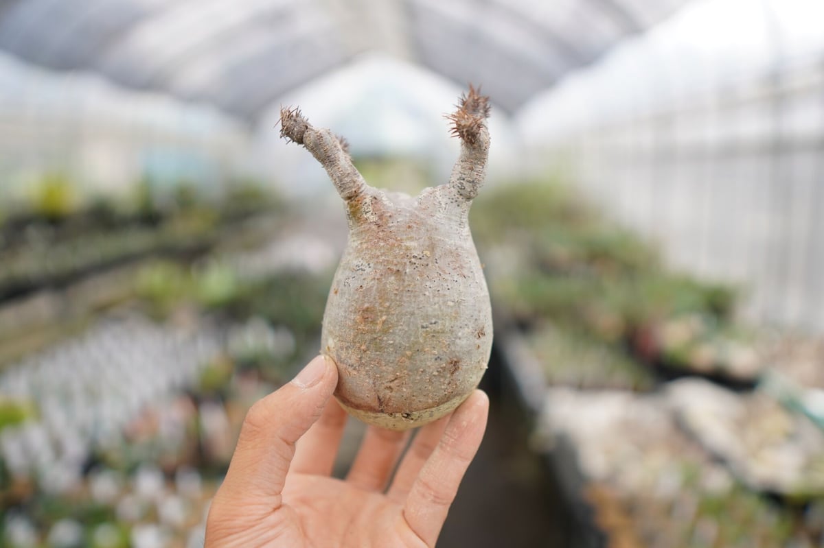 中型 塊根植物　パキポディウムグラキリス抜根 塊根植物【一点物】パキポディウム・グラキリス / 幹幅約7cm×高さ22cm