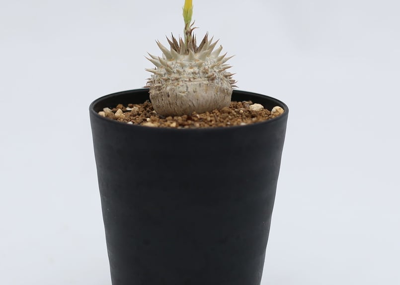 パキポディウム　エブレネウム 恵比寿大黒 塊根植物 isla del pescado - Pachypodium Densicaule-恵比寿大黒