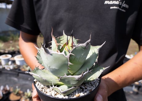 Agave Titanota