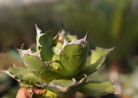 agave　姫厳竜　№11