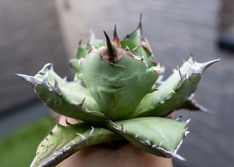 Agave titanota dwarf 姫厳龍NO.5