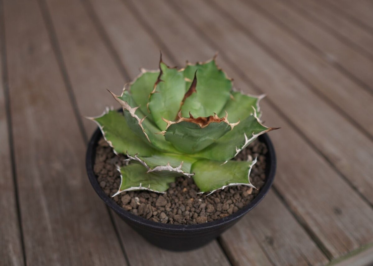 Agave titanota ”FO-76