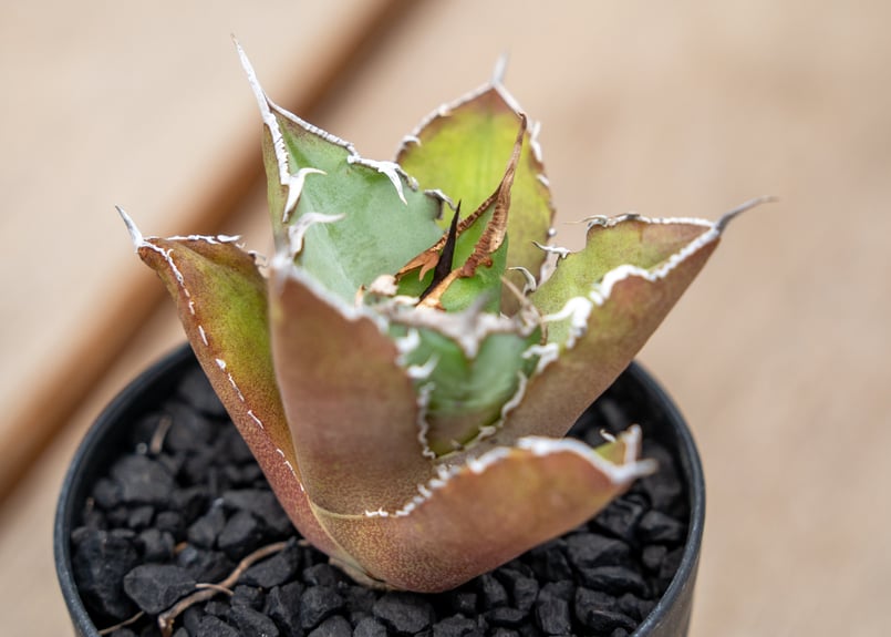 大人気 アガベ アテヌアータ アテナータ 高根上がり太長 7号 551