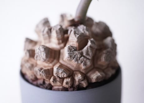 Dioscorea elephantipes