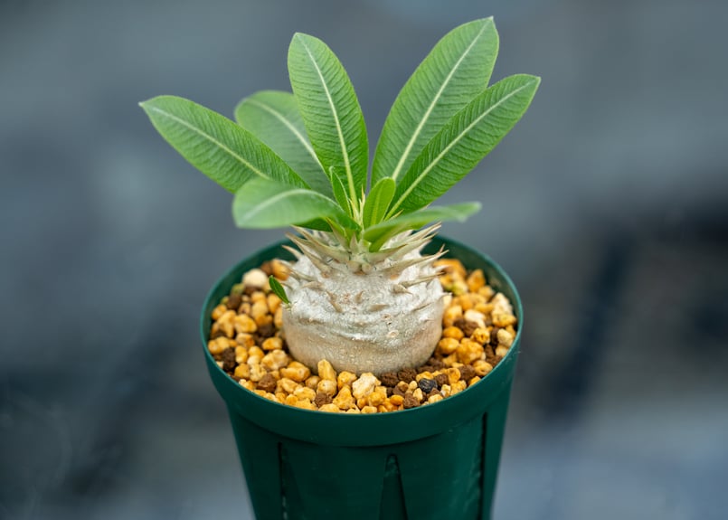 パキポディウム タッキー×レウコキサンツム ハイブリッド