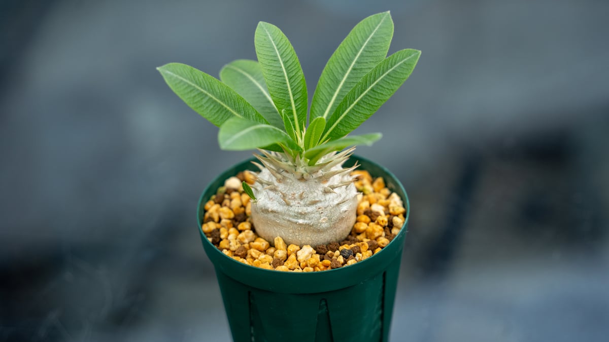 パキポディウム　レウコキサンツム パキポディウム レウコキサンツム | mana's farm:塊根植物・アガベ