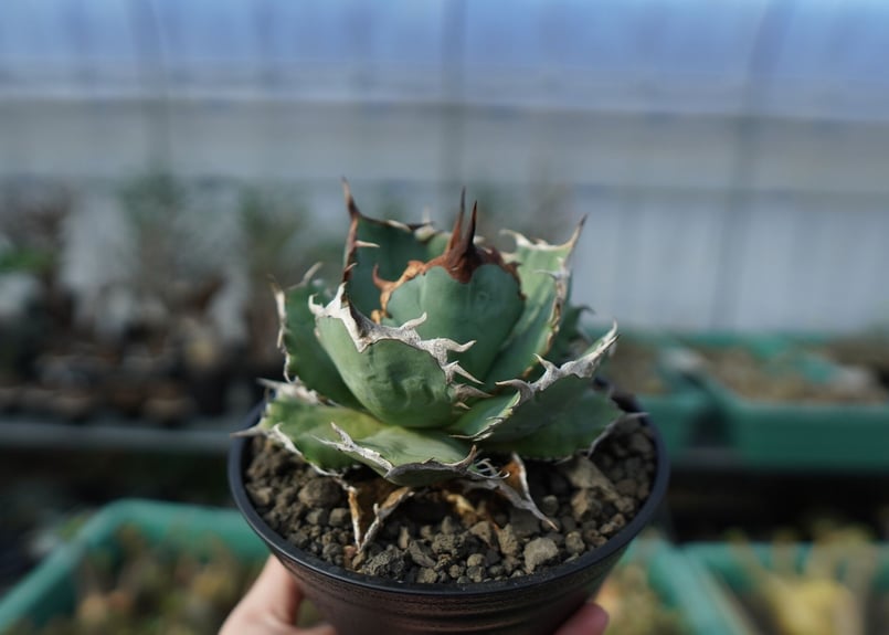 アガベ チタノタ R agave titanota R A8 | mana's farm:塊根