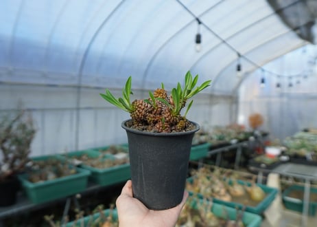 ユーフォルビア　鉄甲丸  Euphorbia bupleurifolia　E7