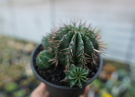 ユーフォルビア　ホリダ　Euphorbia horrida　No.2