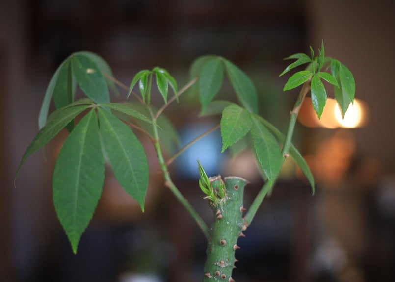 トックリキワタ Ceiba speciosa | mana's farm:塊根植物・アガベ・ド