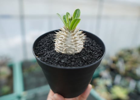 パキポディウム　恵比寿大黒　Pachypodium Densicaule　No.1