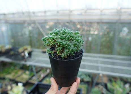 トリコディアデマ ステラツム　Trichodiadema stellatum  No.1