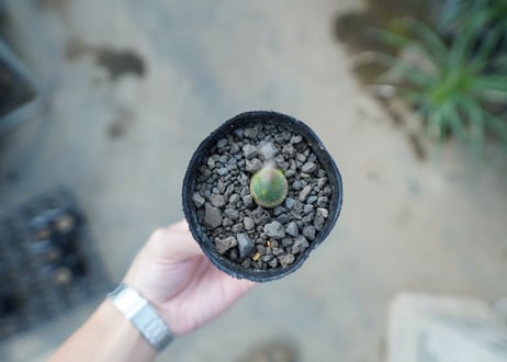 アデニア　グラウカ　Adenia Glauca　No.3