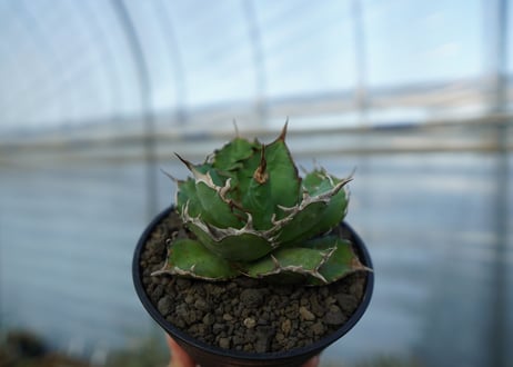 アガベ　チタノタ　 半蔵 　Agave titanota "半蔵"