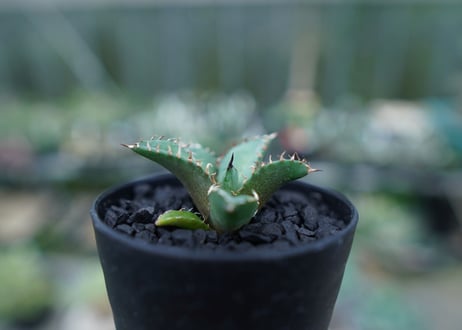 アガベ　チタノタ　FO-76　Agave titanota  FO-76　No.5