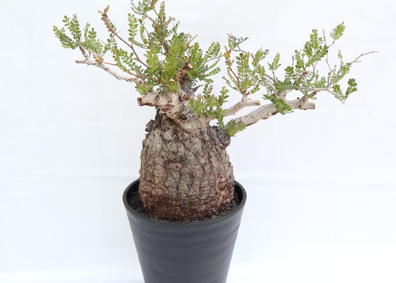 オペルクリカリア パキプス | mana's farm:塊根植物・アガベ・ドライ