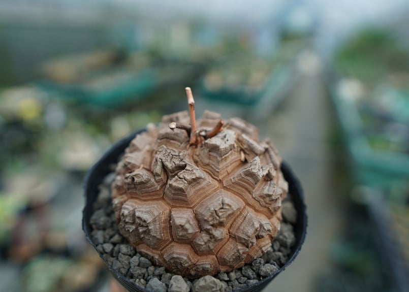 長谷川園芸産】亀甲竜 Dioscorea elephantipes No.5 | mana'