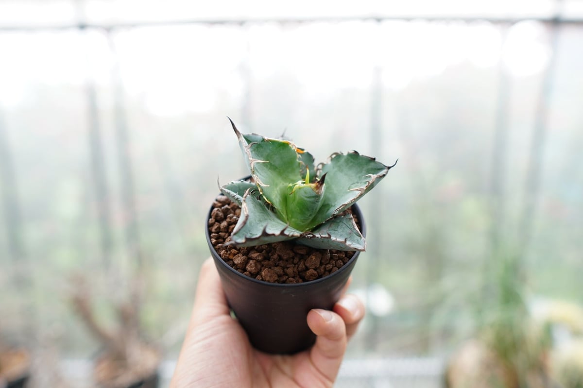 アガベ チタノタ ネームド 写真全部 鉢のまま発送 限定 初心者 ドライ