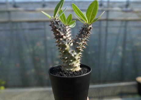 パキポディウム　デンシフローラム Pachypodium densiflorum   No.1
