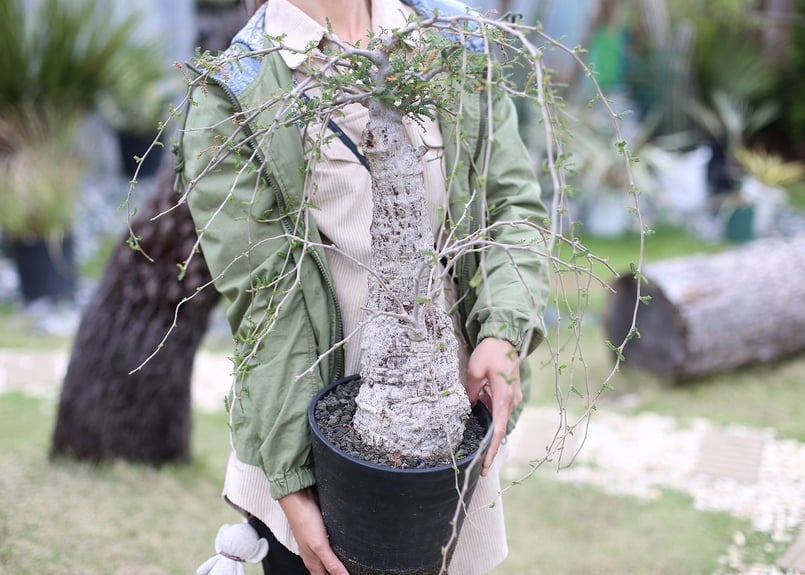 オペルクリカリア ヒファエノイデス | mana's farm:塊根植物・アガベ