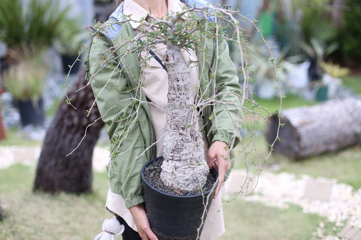 オペルクリカリア ヒファエノイデス | mana's farm:塊根植物