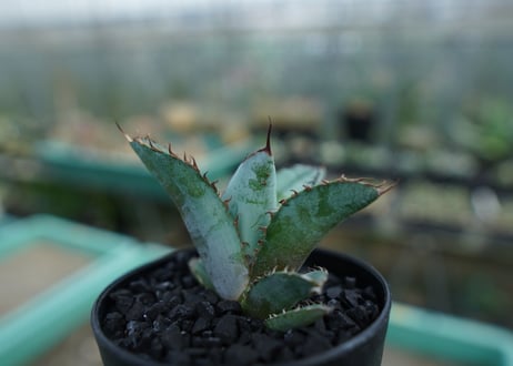 アガベ　チタノタ　 ブラックアンドブルー 　Agave titanota black and blue　No.6