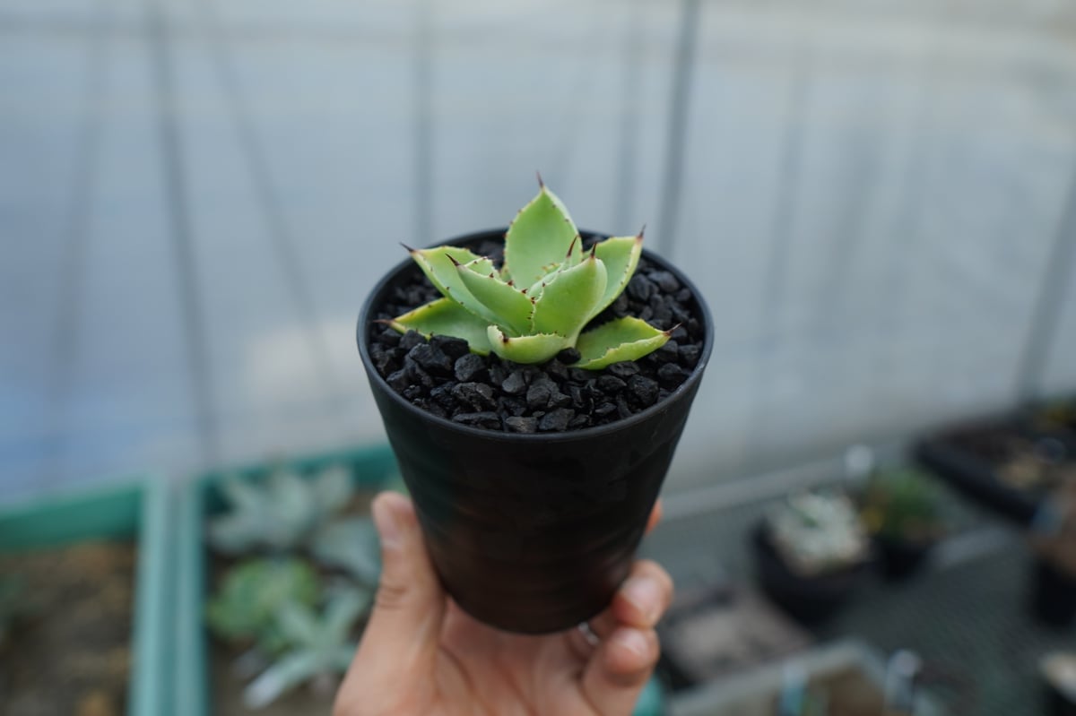 アガベ マクロアカンサ×ポタトラム Agave macroacantha×potatorum