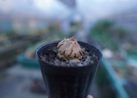 亀甲竜　Dioscorea elephantipes　No.8