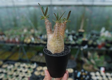 パキポディウム　グラキリス　Pachypodium gracilius　No.5