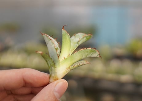 Agave titanota 'black and blue'　カキ子　No.5