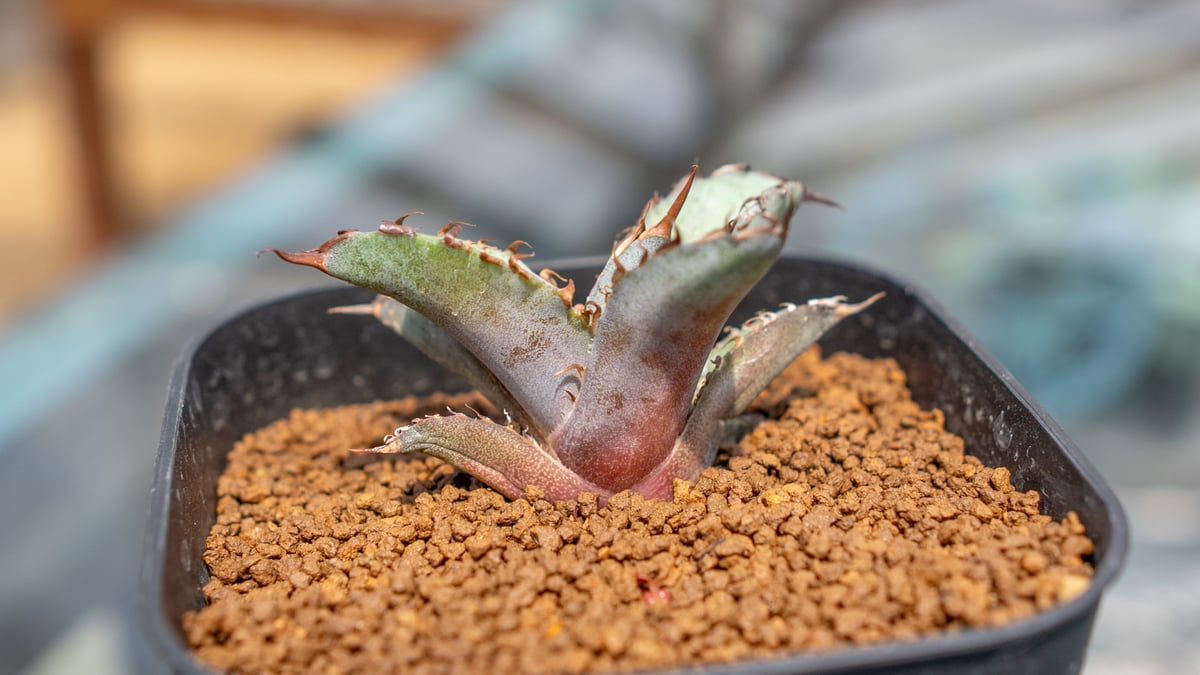 アガベ ブラックアンドブルー | mana's farm:塊根植物・アガベ・ドライ