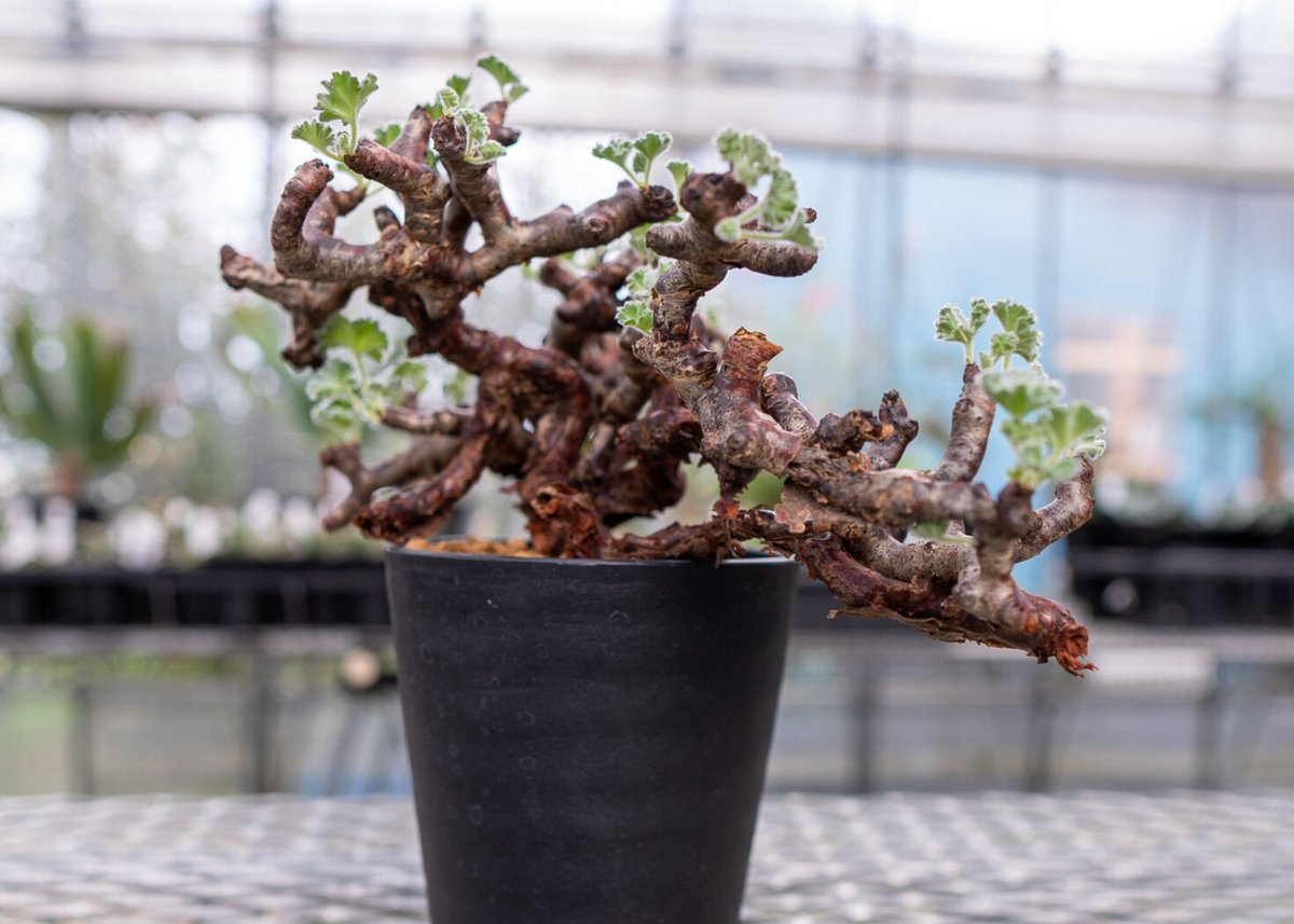 ペラルゴニウム ミラビレ | mana's farm:塊根植物・アガベ・ドライ