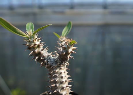 パキポディウム　デンシフローラム Pachypodium densiflorum   No.2