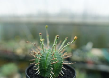 ユーフォルビア　バリダ　Euphorbia valida　No.4