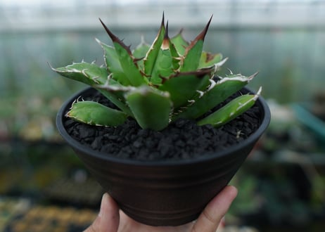 アガベ　チタノタ　Agave titanota　No.4