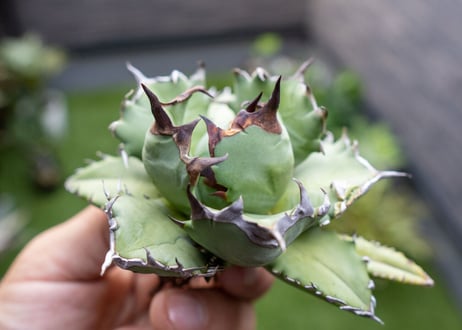 Agave titanota dwarf 姫厳龍NO.3