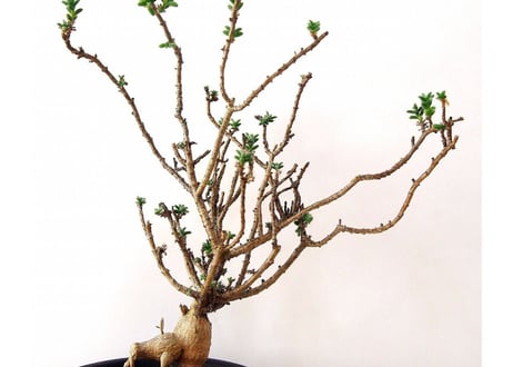 姫紅小松　Trichodiadema bulbosum