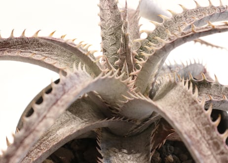 Dyckia ML Red X T-Rex