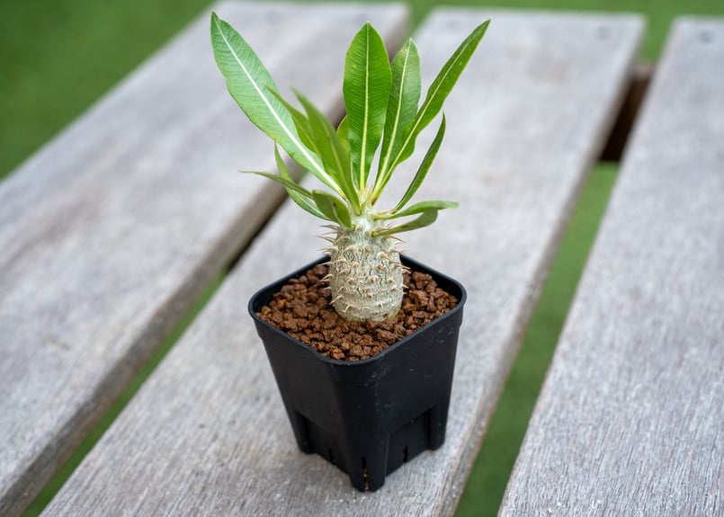 パキポディウム ホロンベンセ | mana's green:塊根植物販売|マナ パキポディウム ホロンベンセ | mana's green:塊根植物販売|マナ
