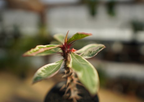 ユーフォルビア　花キリン錦