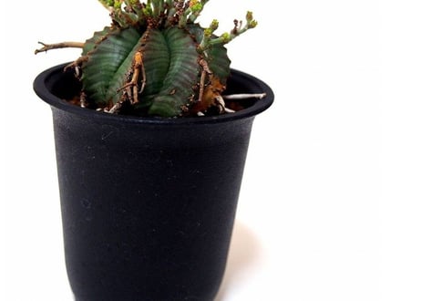 Euphorbia valida ユーフォルビア・バリダ