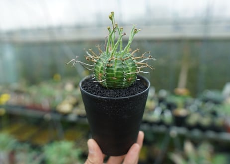 ユーフォルビア　バリダ　Euphorbia valida　No.2