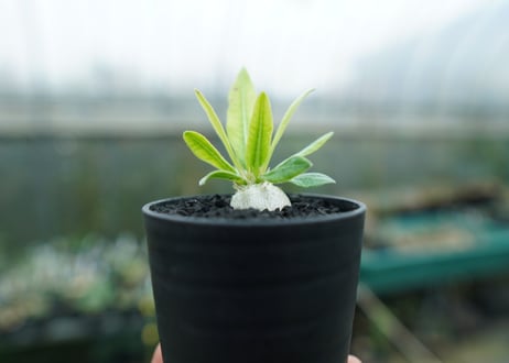 パキポディウム　恵比寿笑い　Pachypodium brevicaule　No.2