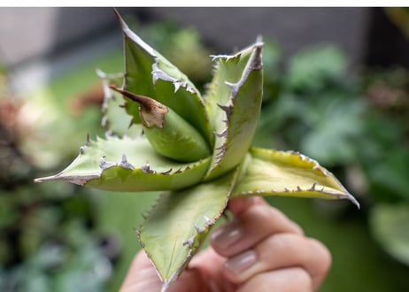 Agave Sowing seeds A NO.2