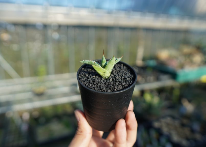 アガベ ホリダ×パラサナ agave horrida×parasana | mana's fa