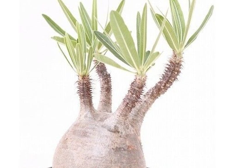 パキポディウムグラキリス　　手乗り Amazon.co.jp: パキポディウム グラキリス 短枝 手乗り 発根済み 鉢