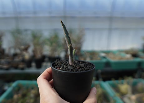 アガベ　チタノタ　 ブラックアンドブルー 　Agave titanota black and blue　A15